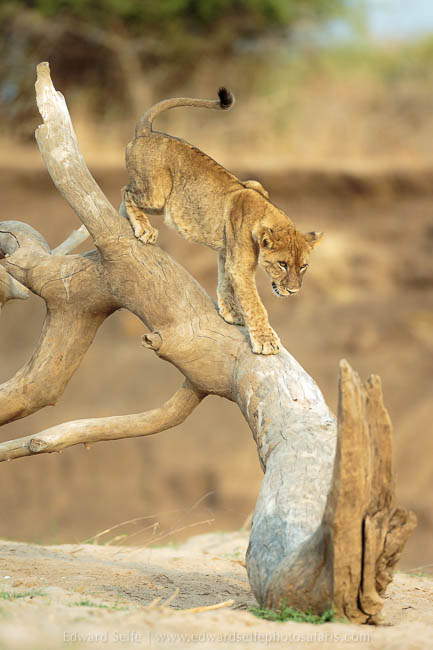 Wildlife image from photo safari with edward selfe in south luangwa national park.