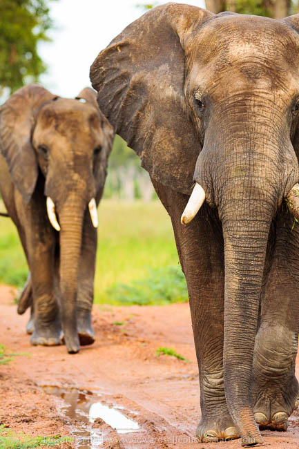 Wildlife image from photo safari with edward selfe in south luangwa national park.
