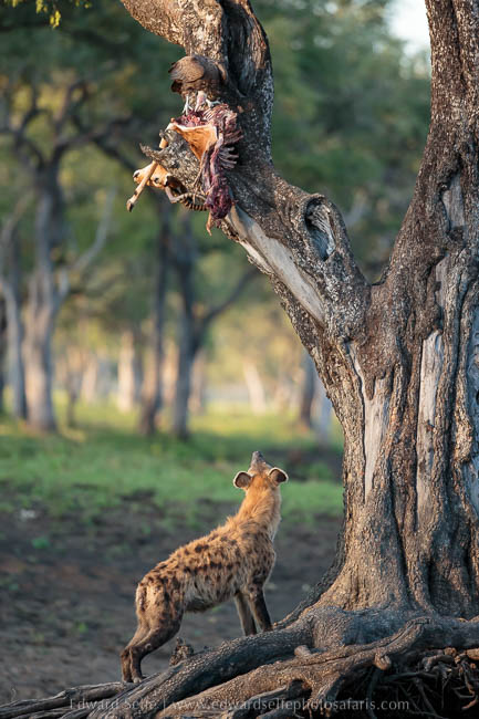 Wildlife image from photo safari with edward selfe.