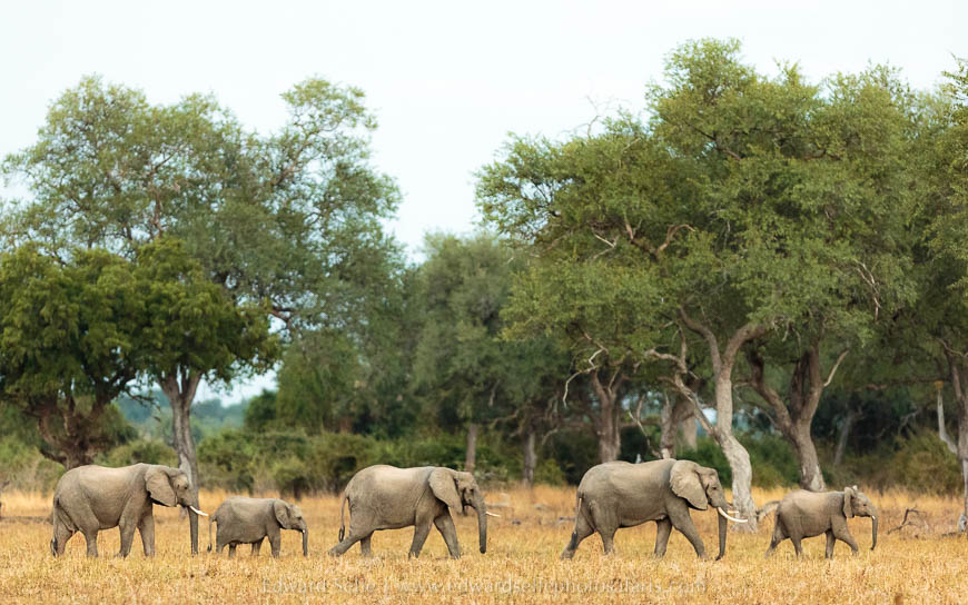 Wildlife image from photo safari with edward selfe in south luangwa national park.