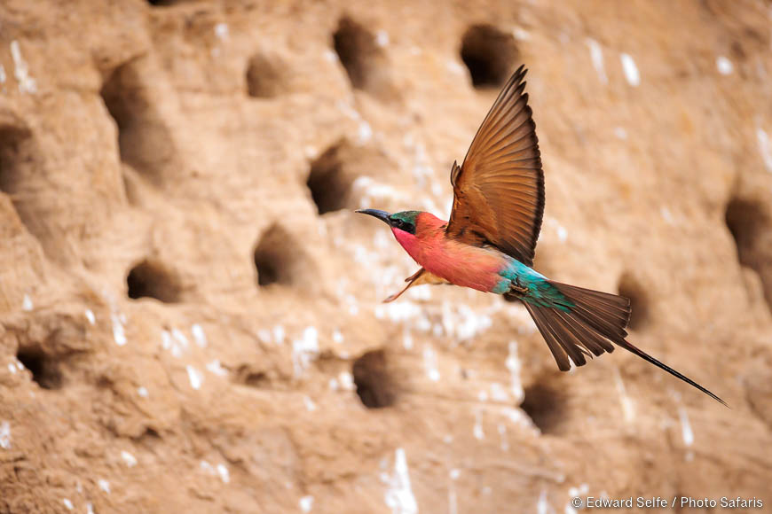 Wildlife image of a bird by edward selfe from photo safari in zambia.