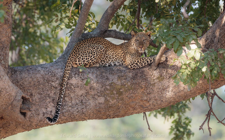 Wildlife image from photo safari with edward selfe in south luangwa national park.