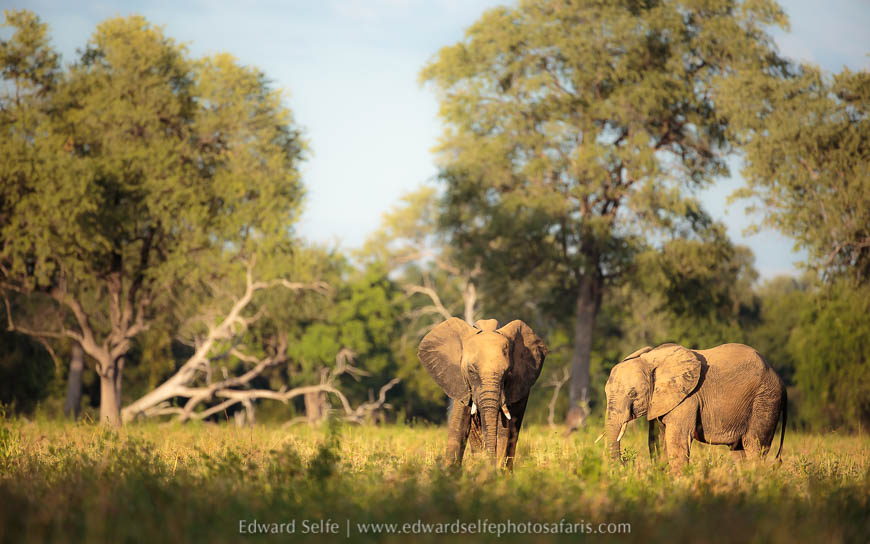 Elephant wildlife image from photo safari with edward selfe.