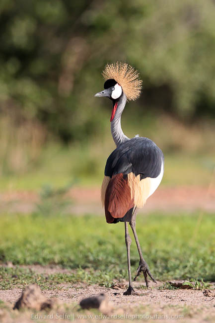 Wildlife image from photo safari with edward selfe in south luangwa national park.