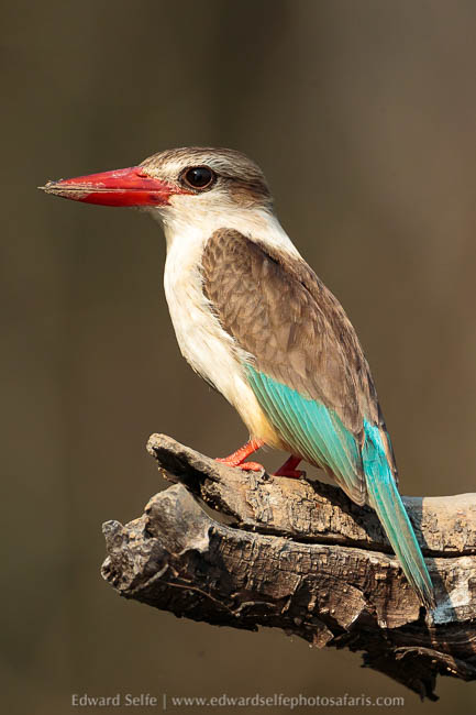 Wildlife image from a photo safari with edward selfe.