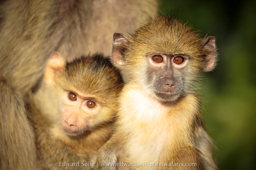 Wildlife image from photo safari with edward selfe.