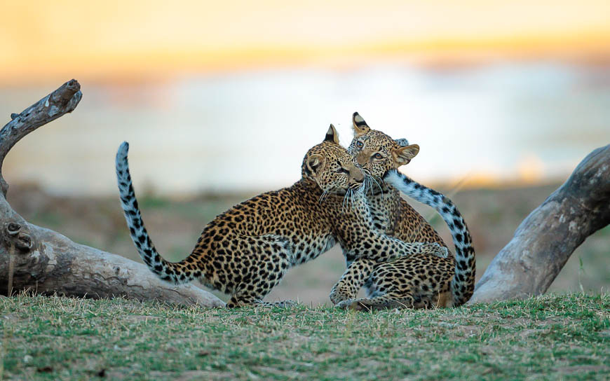 Images of wildlife from photo safari with edward selfe in the south luangwa np.