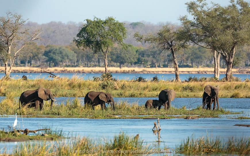 Wildlife image from a photo safari with edward selfe.