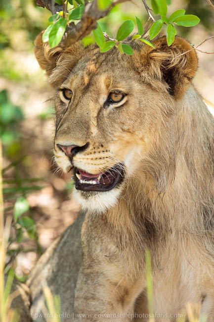 Wildlife image from photo safari with edward selfe.