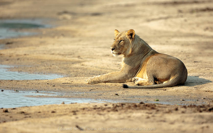 Wildlife image from photo safari with edward selfe in south luangwa national park.