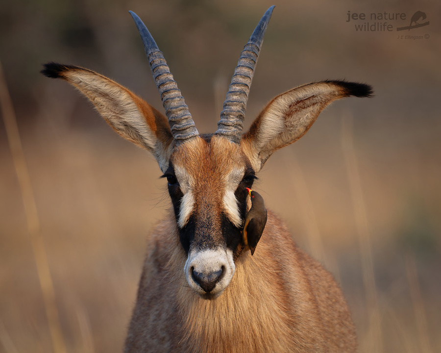 Wildlife image by john erik ellington from a photo safari in kafue national park with edward selfe.