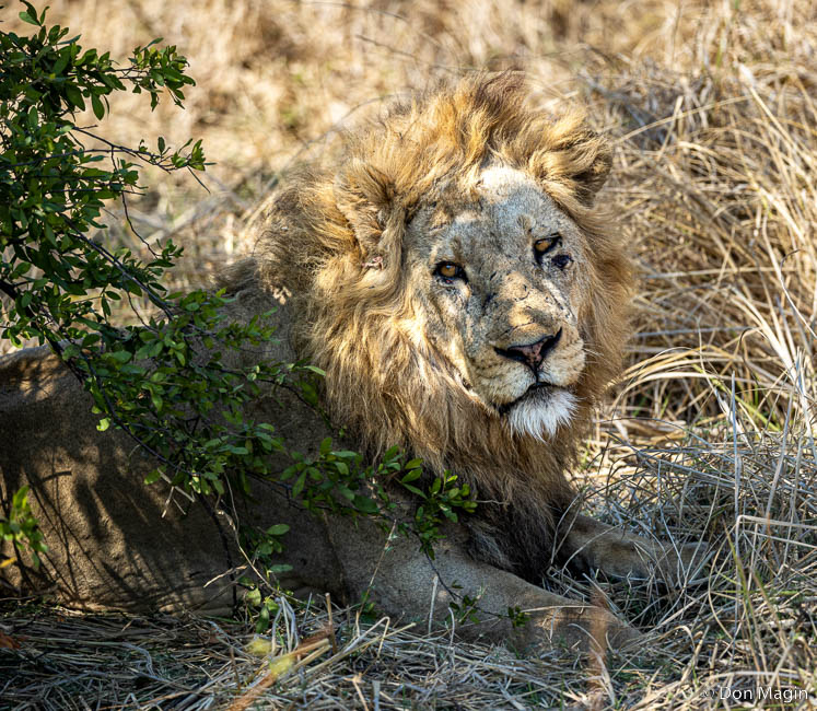 Wildlife image by don magin from a photo safari in zambia and zimbabwe with edward selfe.
