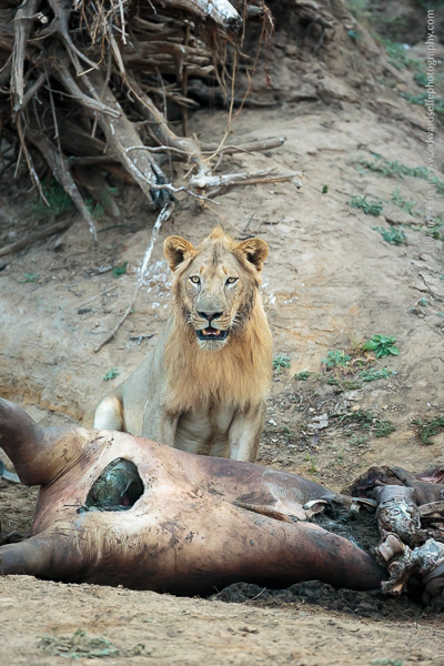 A sub-adult lion stands guard over his hippo carcass, warning vultures and hyaenas to stay away.