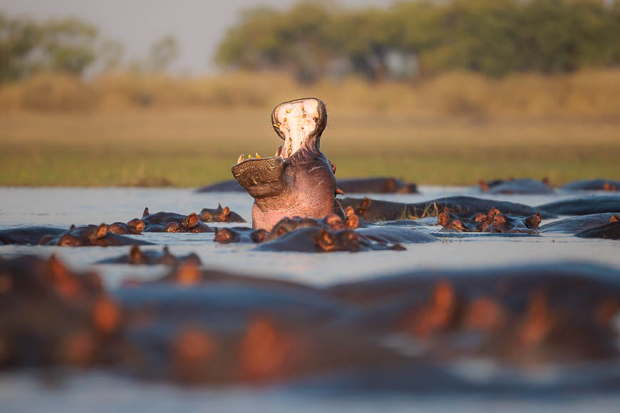 Images of wildlife from photo safari with edward selfe in zambia.