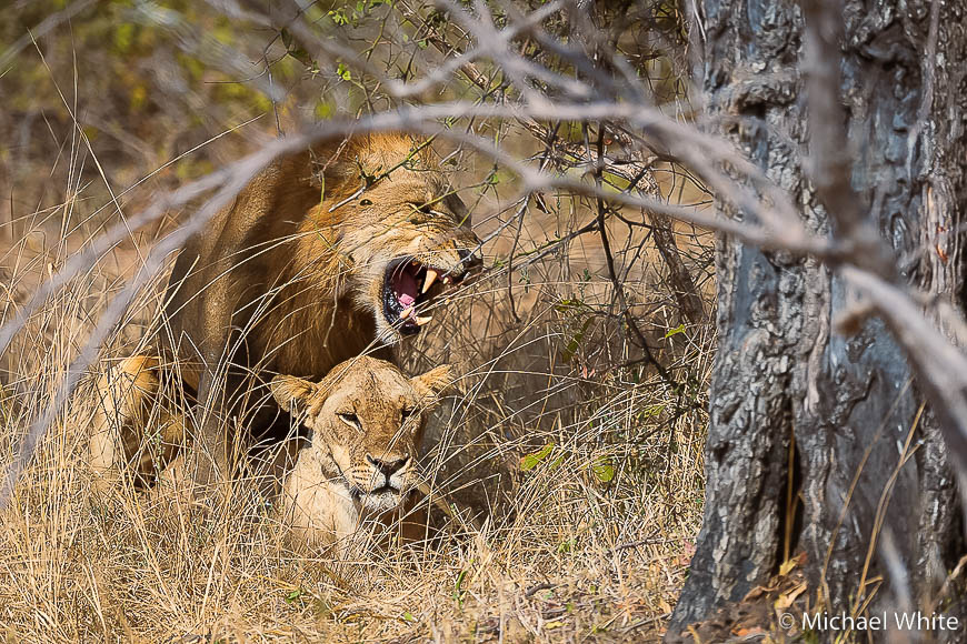 Mike white’s image of wildlife from photo safari with edward selfe in zambia.