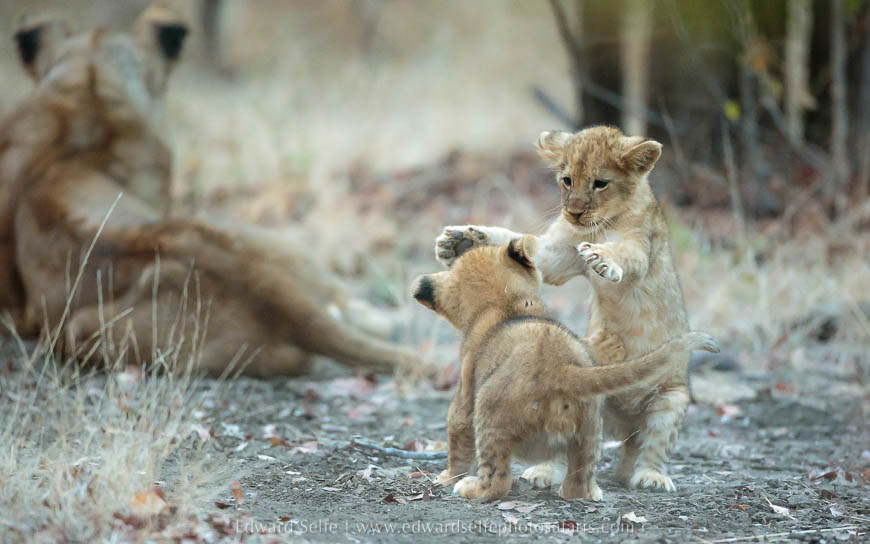 Lion cubs play together on photo safari in south luangwa national park.