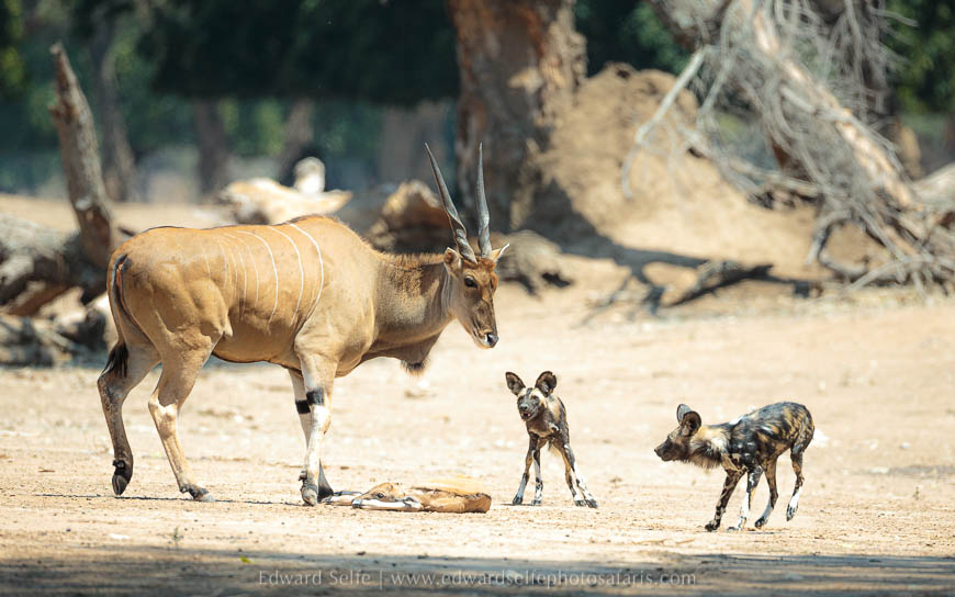 Wildlife image from photo safari with edward selfe safaris.