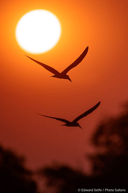Wildlife image of a bird by edward selfe from photo safari in zambia.