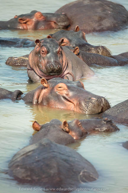Wildlife image from a photo safari with edward selfe.