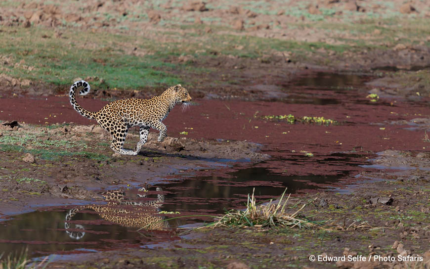 Wildlife image by edward selfe as part of a sequence leopard jumping across channel.