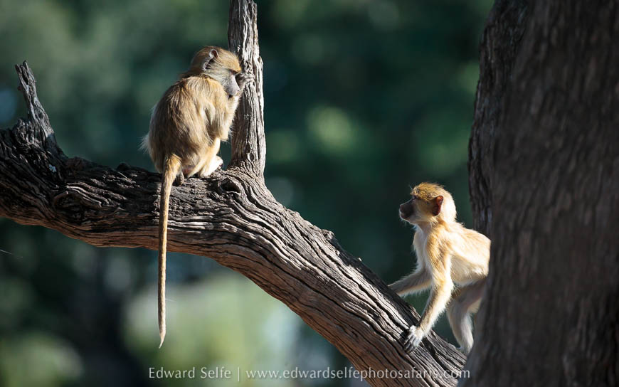 Wildlife image from photo safari with edward selfe.