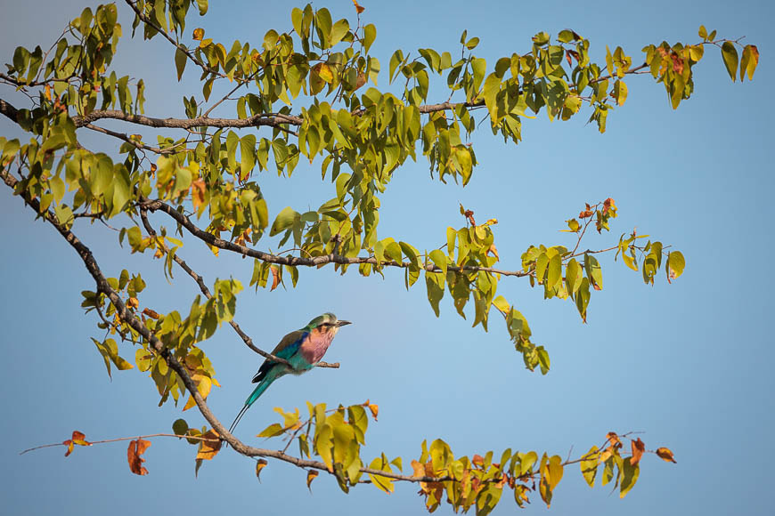 Images of wildlife from photo safari with edward selfe in the nsefu sector.