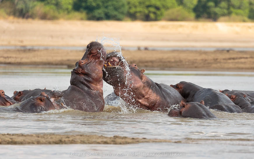 Wildlife image from photo safari with edward selfe in south luangwa national park.
