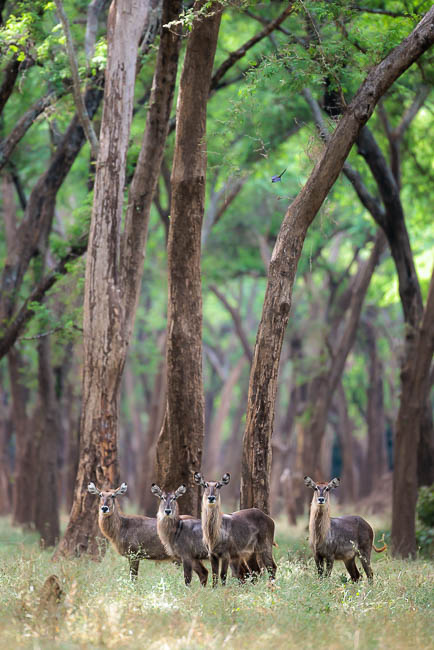 Images of wildlife from photo safari with edward selfe in zambia.
