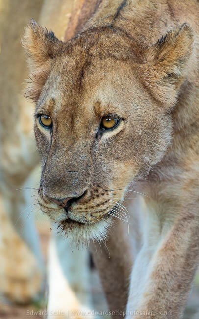 Wildlife image from photo safari with edward selfe in south luangwa national park.