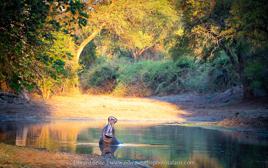 Wildlife image from photo safari with edward selfe.