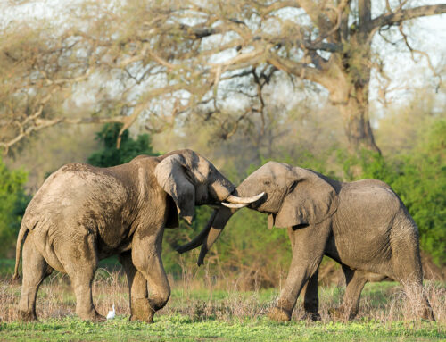 Know your African Wildlife: African Elephants