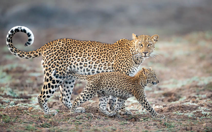 Wildlife image from photo safari with edward selfe in south luangwa national park.