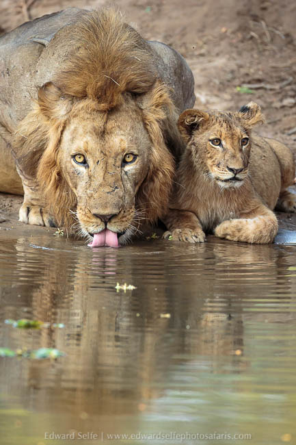 Wildlife image from a photo safari with edward selfe.