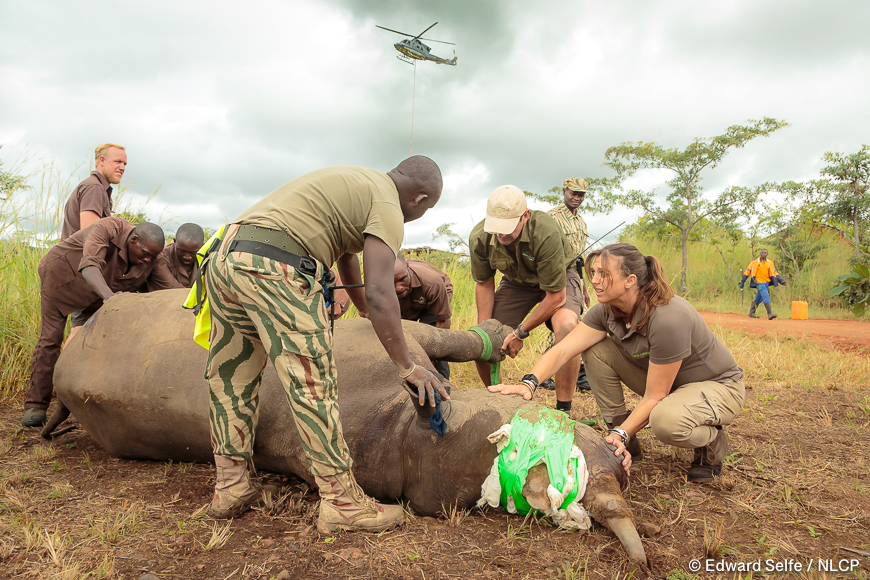 Images of the rescue a wild black rhino and his safe return to north luangwa national park.