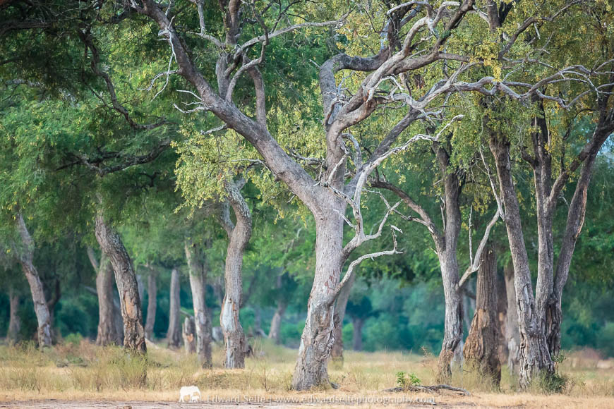 Stunning forests in Mana Pools National Park.