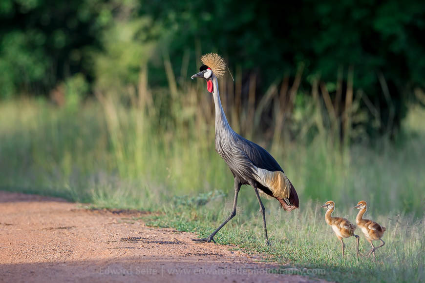 A Southern Crowned Crane takes her chicks for a walk in good feeding areas in the South Luangwa National Park