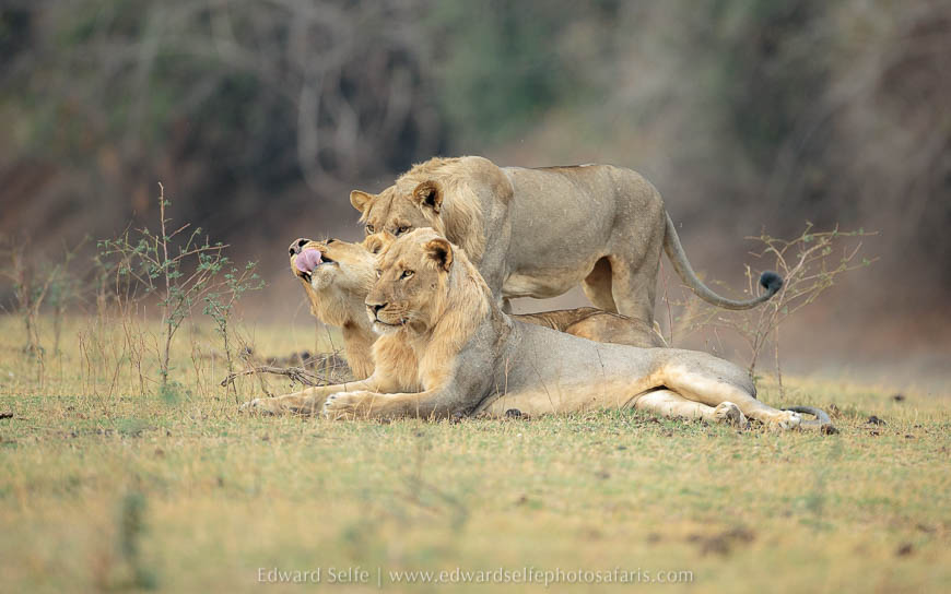 Wildlife image from photo safari with edward selfe in south luangwa national park.
