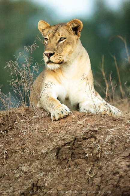 Wildlife image from photo safari with edward selfe in south luangwa national park.