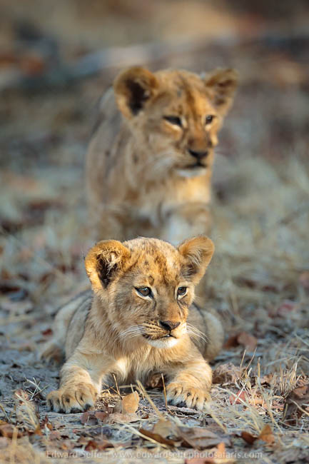 Wildlife image from a photo safari with edward selfe.