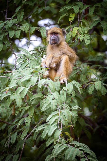 Images of wildlife from photo safari with edward selfe in south luangwa.