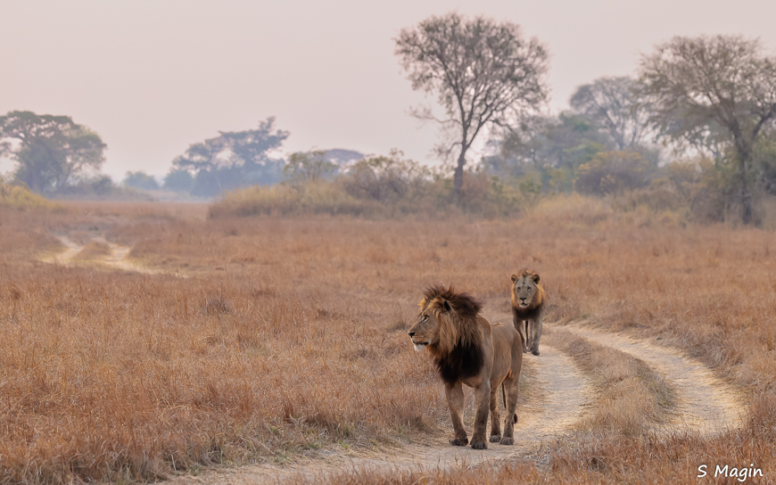 Wildlife image by Sharon Magin from photo safari in Zambia with Edward Selfe.