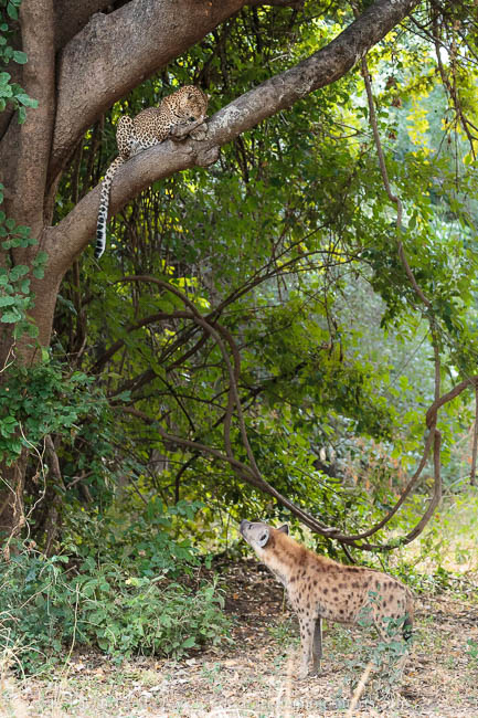 Wildlife image from photo safari with edward selfe in south luangwa national park.