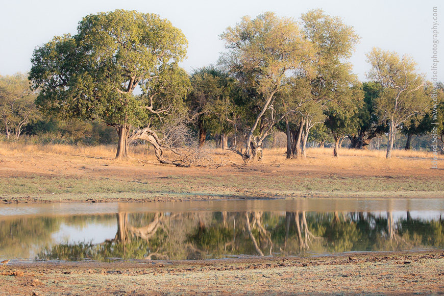Stately leadwood and sausage trees reflected in the still waters of Lunga Lagoon in South Luangwa.