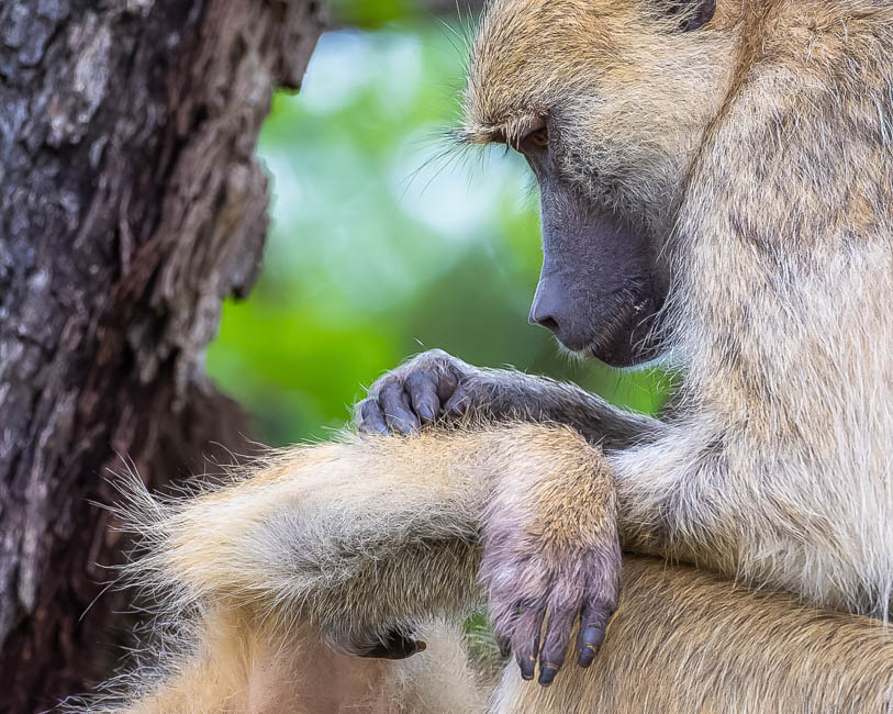 Wildlife image from South Luangwa by Mike White