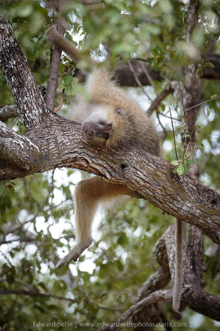 Wildlife image from photo safari in south luangwa with edward selfe.