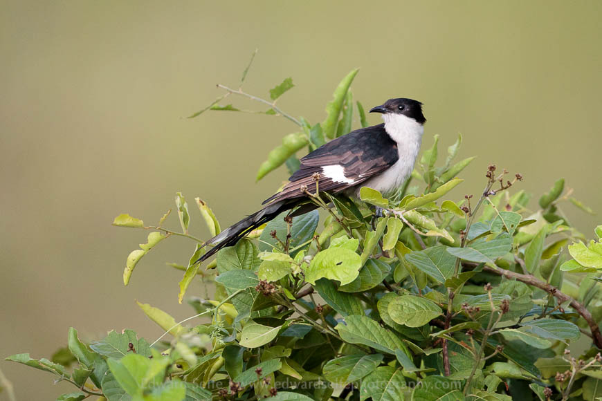 A Jacobin Cuckoo adult in the South Luangwa National Park
