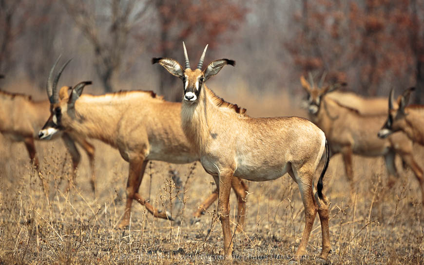 Wildlife image from photo safari with edward selfe in south luangwa national park.