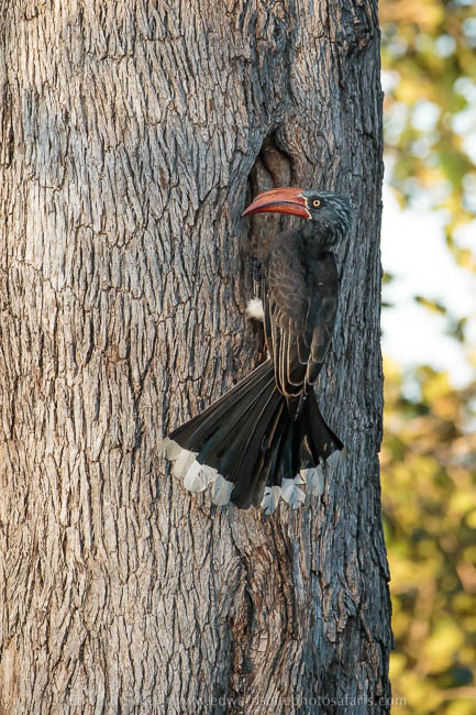 Wildlife image from photo safari with edward selfe.