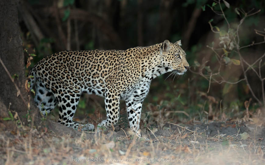 Brief showing of a leopard on photo safari in south luangwa national park.