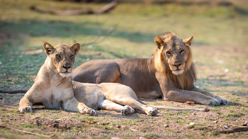 Wildlife image from photo safari with edward selfe.
